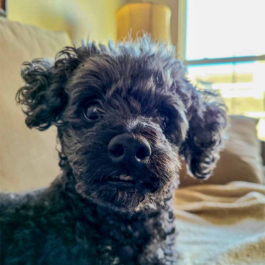 A closeup of Josh's dog Silus looking inquisitively at the camera